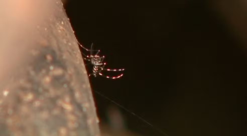 Paraíba vai receber mais de 37 mil testes rápidos para diagnóstico de dengue