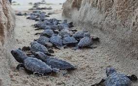 Tartarugas marinhas devem nascer neste sábado (19) em Intermares, Cabedelo